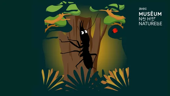Le termite